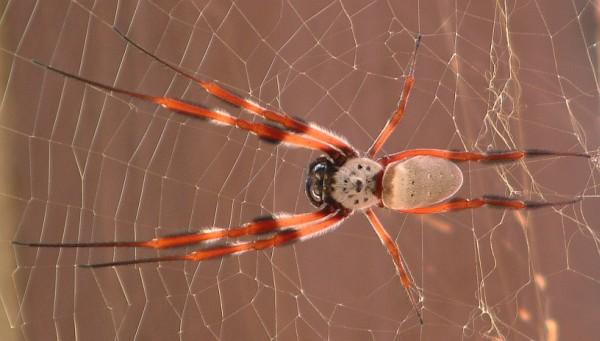 GOLDEN ORB WEAVING SPIDER