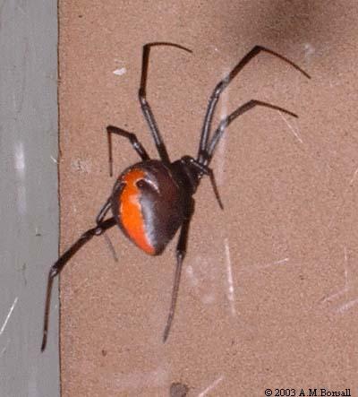 REDBACK (1)