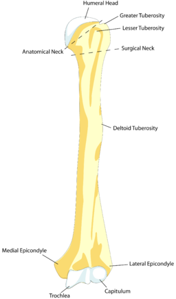Humerus Front