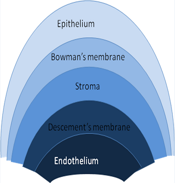 Corneal structure