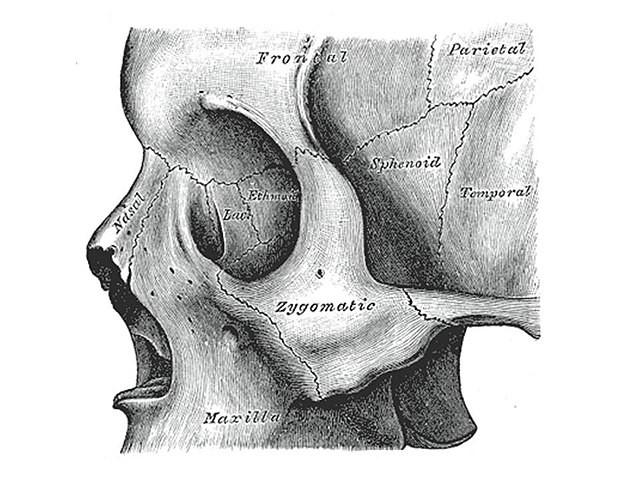 Zygomatic bone