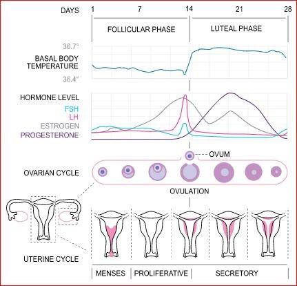 Menstrual Cycle