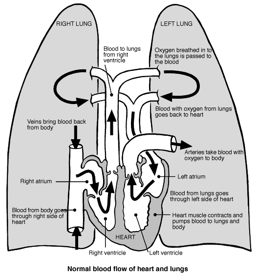 normal blood flow