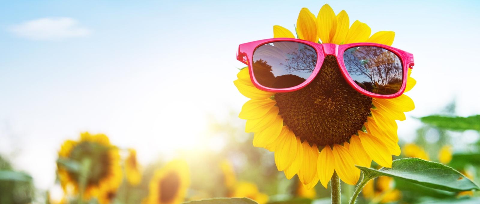 Sunflower wearing sunglasses