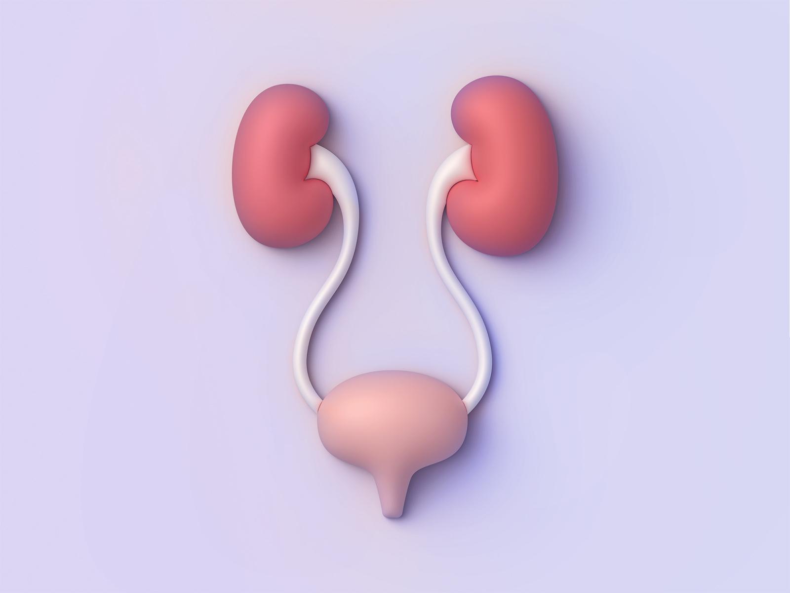 kidney and urinary tract