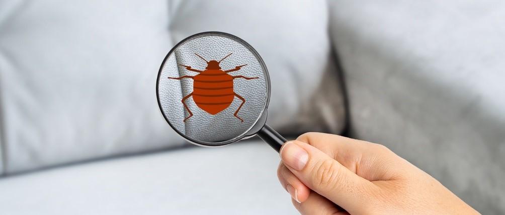How to spot bedbugs and get rid of them