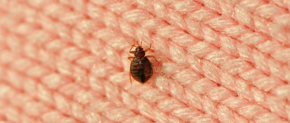 bedbug