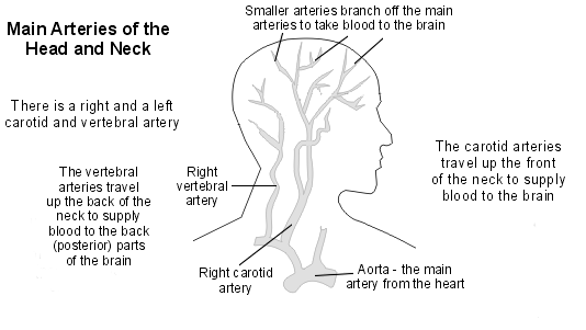 main arteries of the head and neck