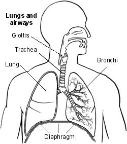 Hiccups: lungs and airways with glottis and diaphragm