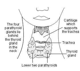 Parathyroid glands