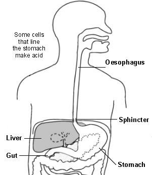 Upper GI Tract and acid