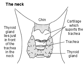Cross section of neck showing the thyroid gland