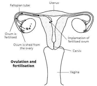 female reproductive system diagram