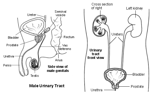 Male genitals and urinary tract