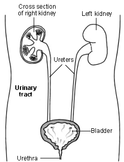 UTI in children: Cross-section diagram of the urinary tract