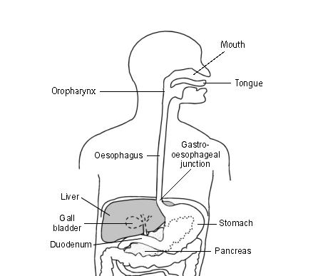 The oropharynx and oesophagus