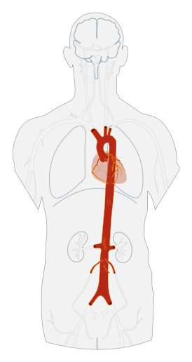 The aorta