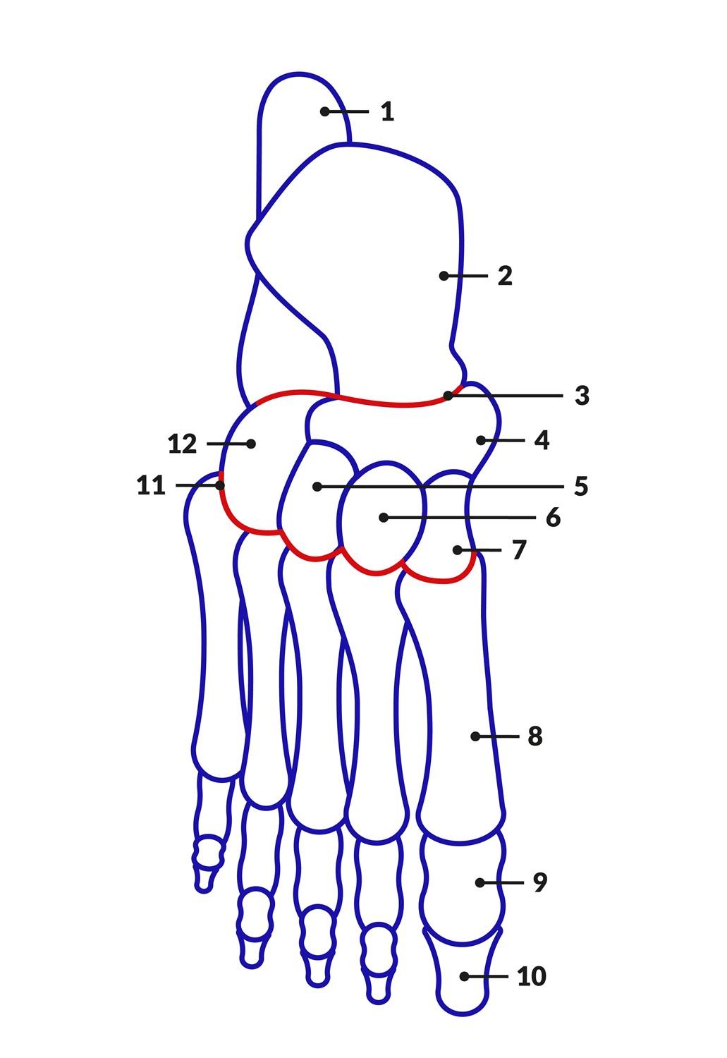 foot anatomy