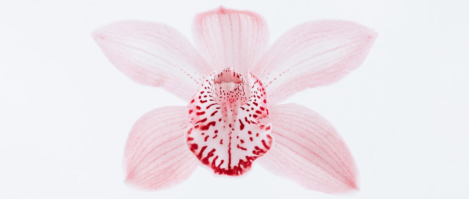 Delicate pink orchid bloom with red speckled centre against white background