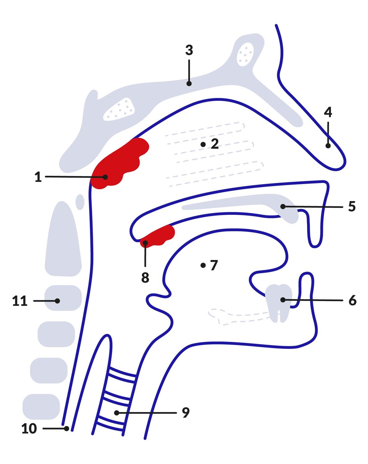 mouth and nasal passage diagram