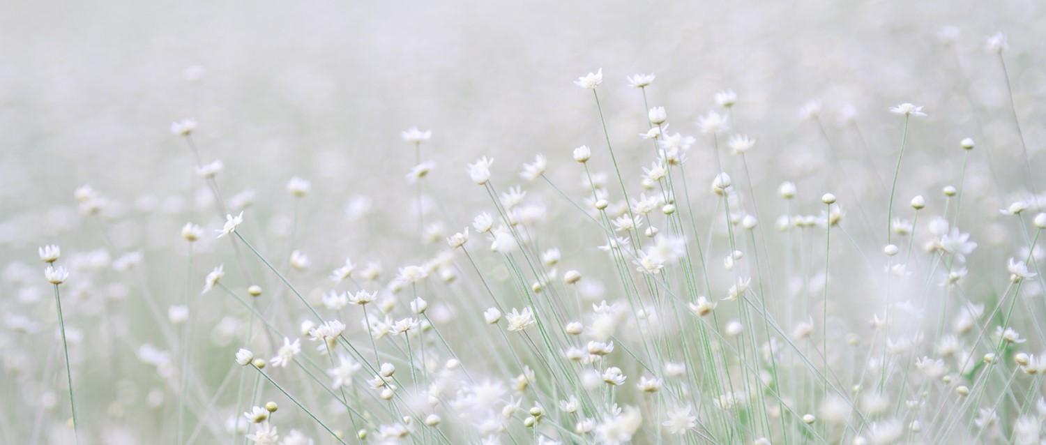 Is hay fever linked to depression?