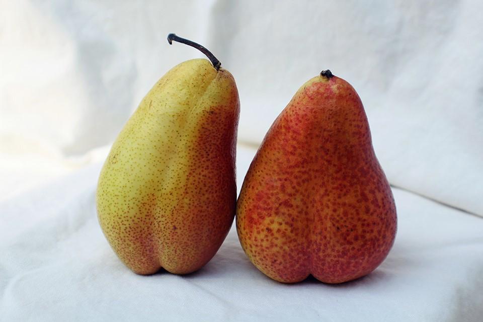 Two ripe pears side by side on white fabric, one yellow-green and one reddish-brown, both with speckled skin.