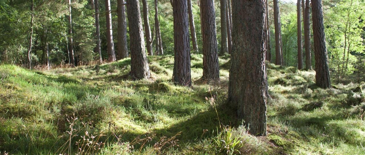 Lyme disease on rise