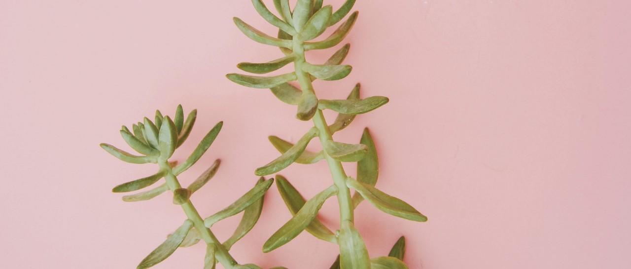 Do any natural remedies really work for acne?