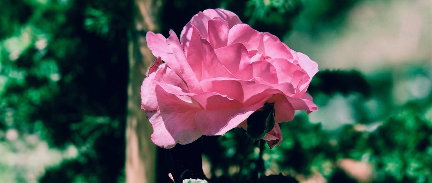 Labiaplasties – what are they and are they ever medically necessary?