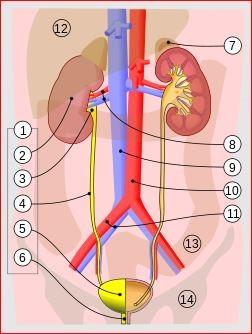 Urinary System