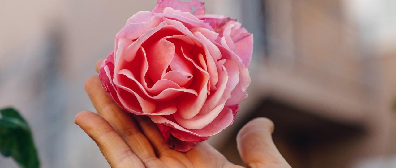 What does normal labia look like?