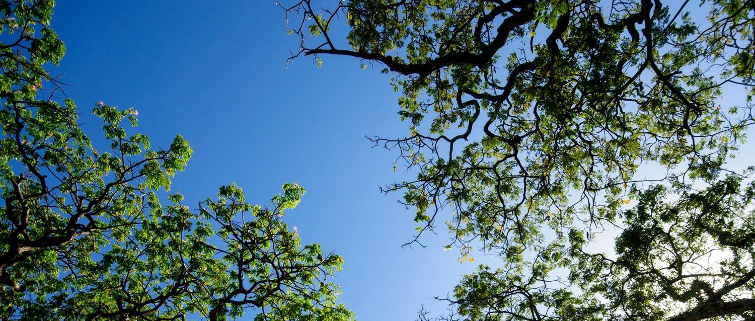 What are the risks of a lung transplant?