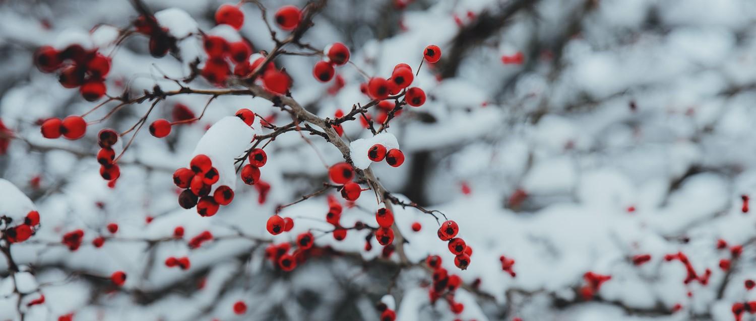 What are the main causes of hospital admissions over Christmas?