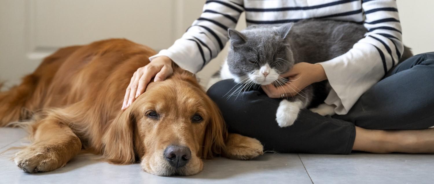 How to deal with the death of a pet