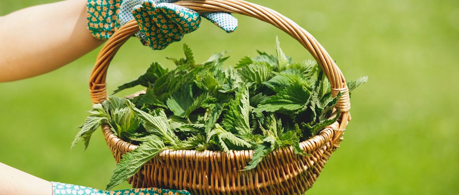 How to soothe a stinging nettle rash