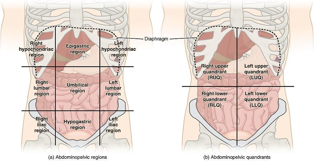 Abdominal Quadrant Regions